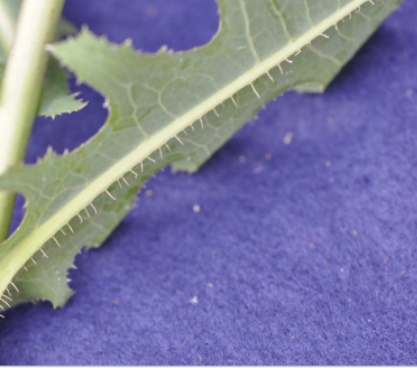 <p>Prickly Lettuce&nbsp;(Asteraceae)</p>