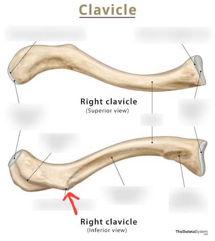 <p>inferior, lil bump towards acromial end</p>