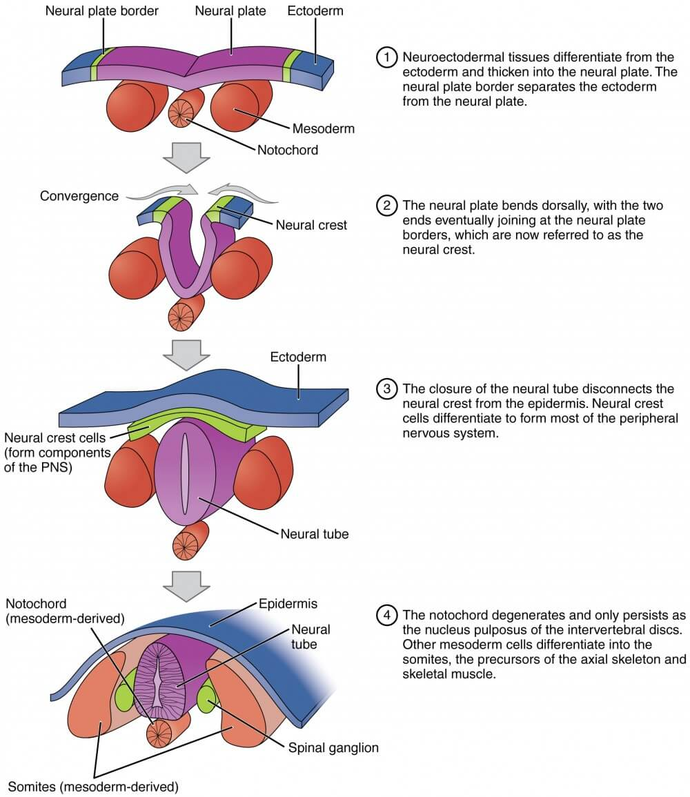 <p>neural tube </p>