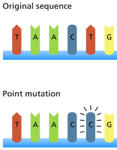 <p>A single nucleotide is changed</p>