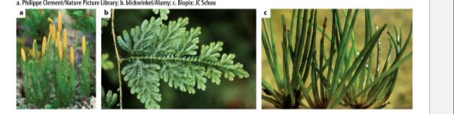 What were the first to evolve of vascular plants?