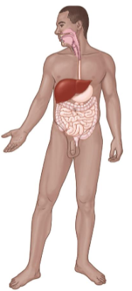 <p>Consists of:</p><ul><li><p>Mouth</p></li><li><p>Esophagus</p></li><li><p>Stomach</p></li><li><p>Small and Large Intestines</p></li><li><p>Liver </p></li><li><p>Pancreas</p><p></p></li></ul><p>Key Functions</p><ul><li><p>Breakdown and absorption of nutrients.</p></li><li><p>Elimination of wastes.</p></li></ul><p></p>