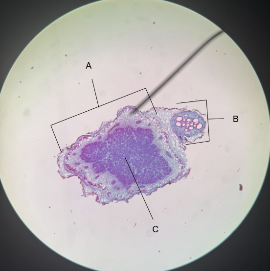 <p>What is B called</p>