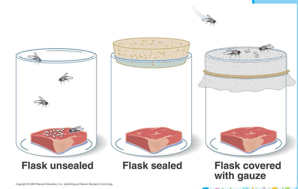 <p>When decaying meat was kept isolated from flies, maggots never developed → When meat is exposed to flies, it was soon infested → When only a gauze, the flies laid eggs on the gauze → Resulted in scientists doubting abiogenesis (Aristotle’s theory)</p>