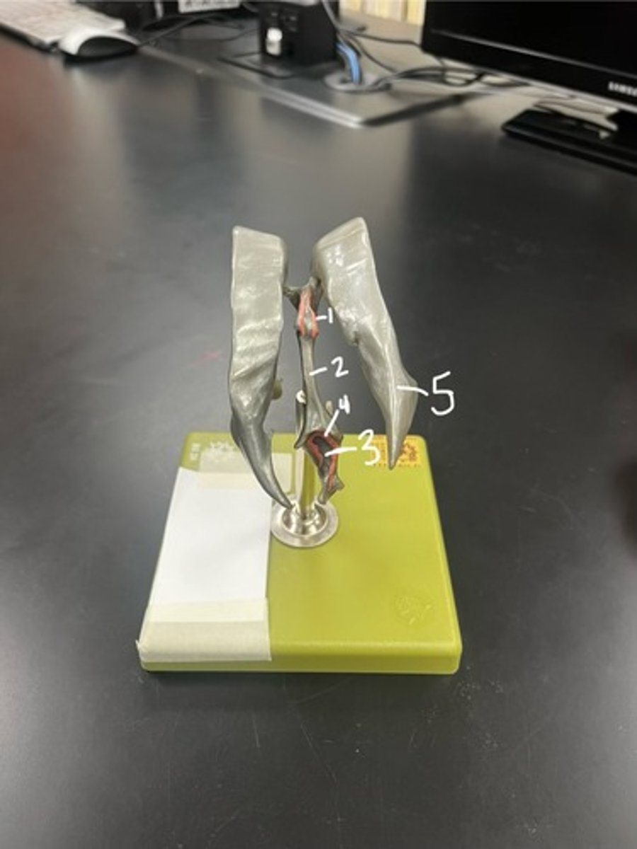 <p>According to the model, what does #2 represent?</p>