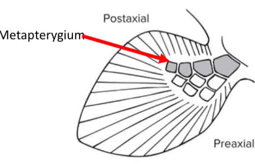 <p>What kind of fin?</p>