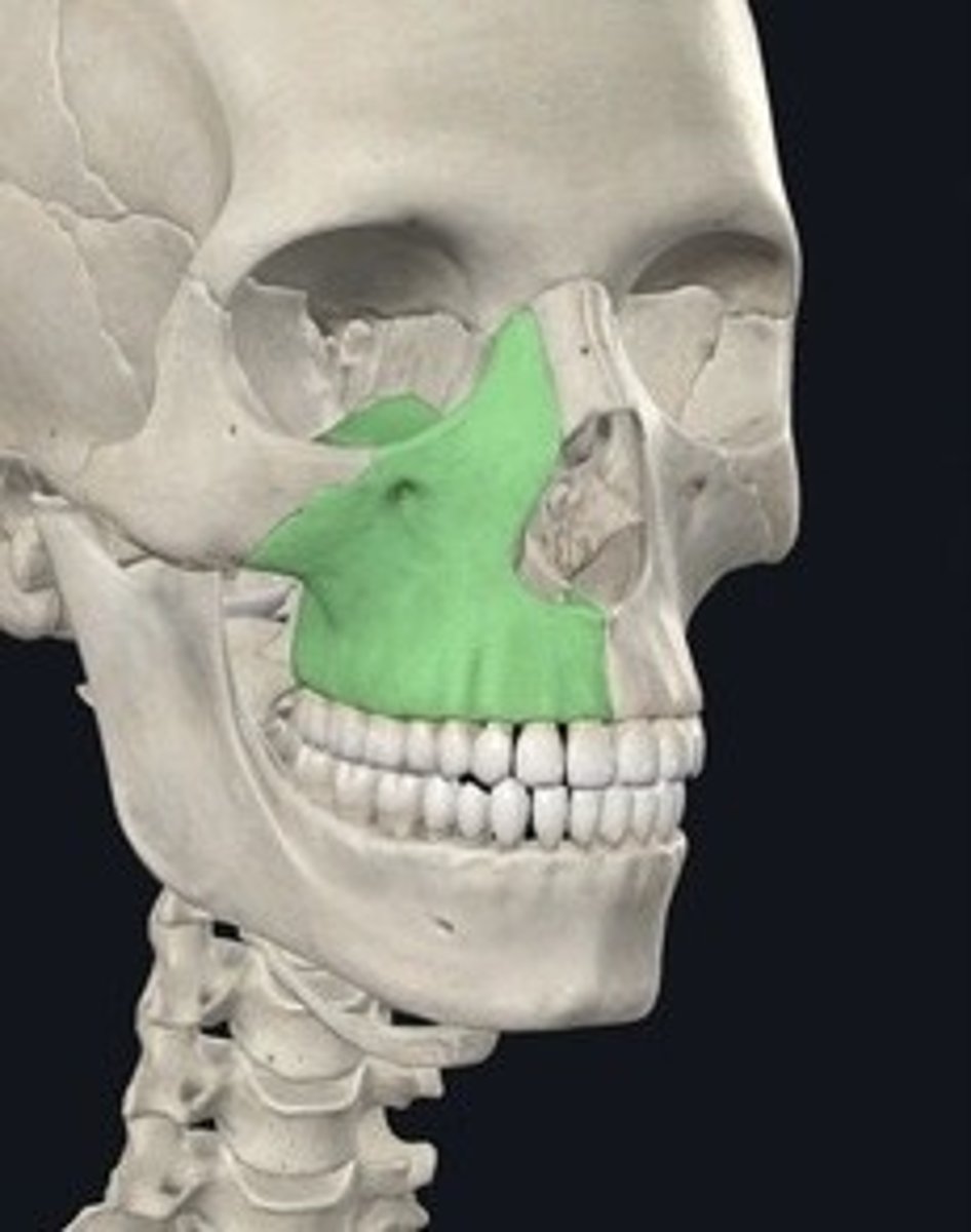 <p>Two bones forming the upper jaw.</p>