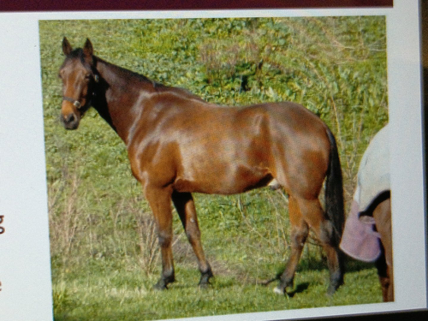 <p>World's fastest harness</p><p>horse</p><p>¡ Compete in trot or pace</p><p>¡ Color: Bay, brown, black</p><p>¡ Large head, often roman</p><p>nose, straight neck, sloping</p><p>shoulders</p><p>¡ Easy to train &amp; submissive</p>
