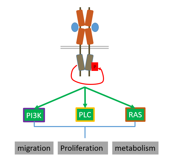 <ol><li><p>PI3K pathway</p></li><li><p>PLC gamma pathway (DAG and IP3) </p></li><li><p>MAPK pathway </p></li></ol><p></p>
