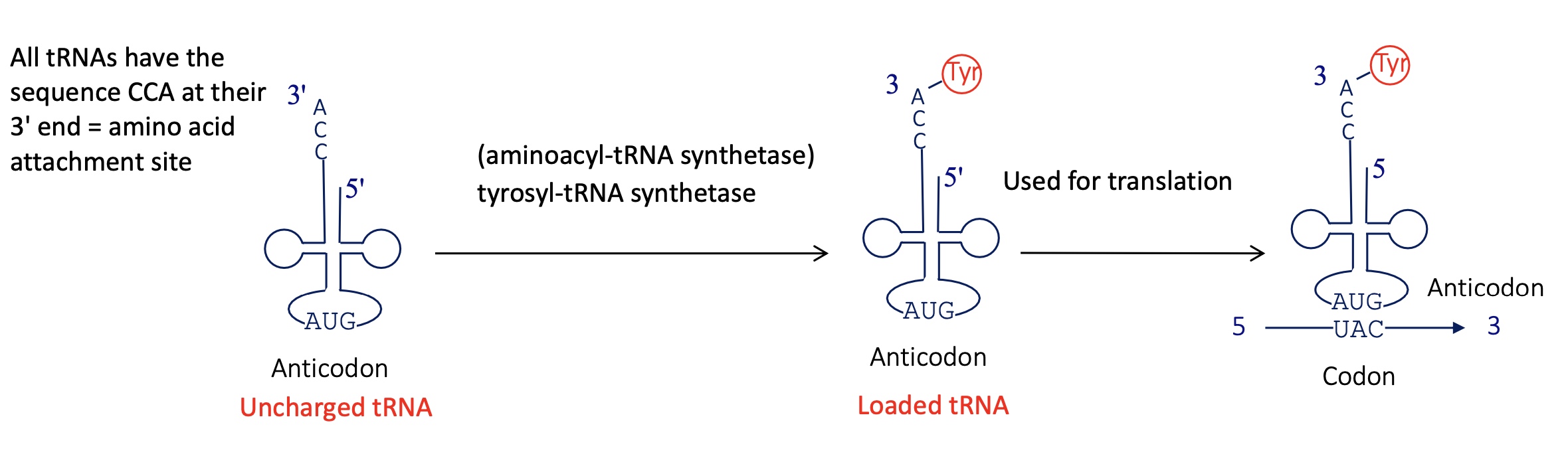 <p>All tRNA have a CCA sequence at their 3’ = AA attachment site </p><p>tyrosyl-tRNA synthetase (aminoacyl tRNA synthetase) will charge the tRNA w/ tyr at the CCA sequence&nbsp;</p><p>loaded tRNA can bind to codon and be used for translation&nbsp;</p>