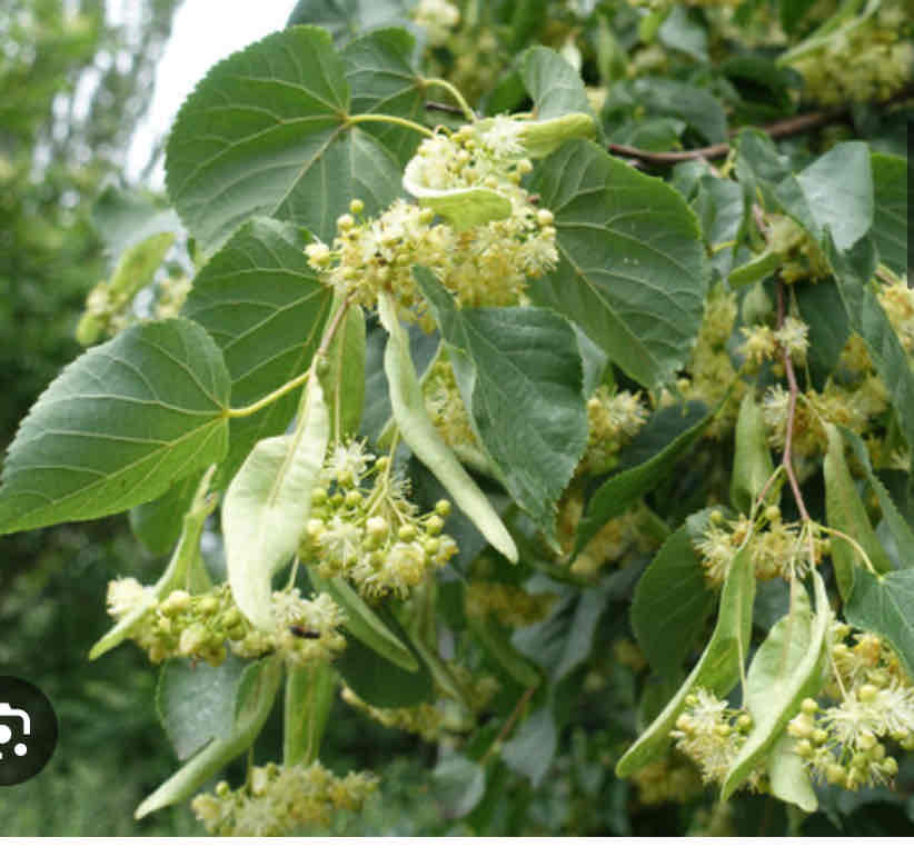 <p>Tillia cordata, small-leaved lime, little- leaf linden, Malvaceae</p>