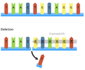 <ul><li><p>When a nucleotide is lost from the normal DNA sequence</p></li><li><p>All the subsequent bases are shifted to the left and so cause all the triplets after the deletion to be read differently</p></li><li><p>This can cause all the following amino acids to change</p></li><li><p>Frame shifts have a much larger effect on the protein than a point mutation</p></li></ul><p></p>
