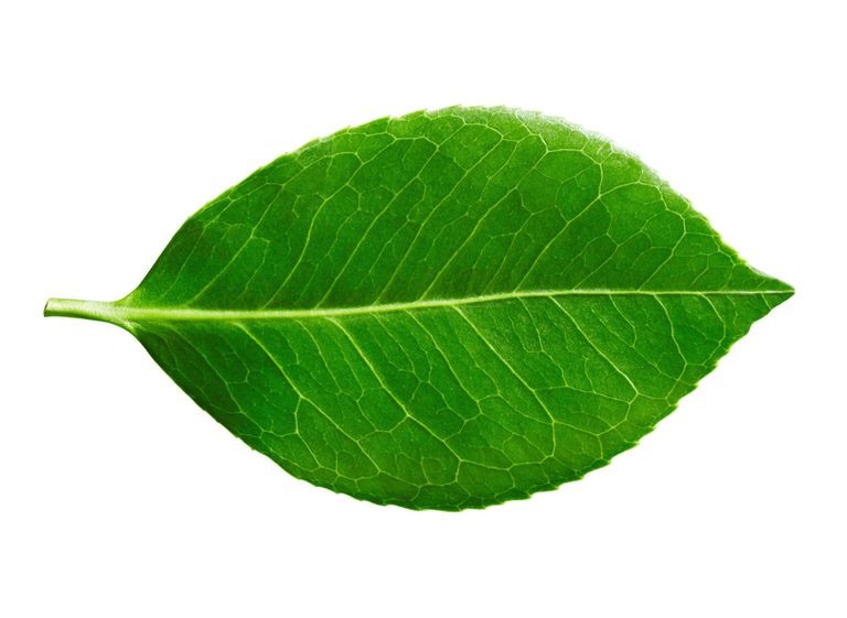 <p>leaf structure?</p>
