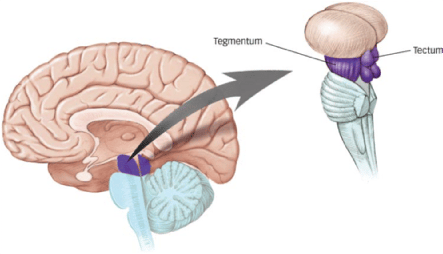 <p>tegmentum</p><p>(continuous with tegmentum of pons)</p>
