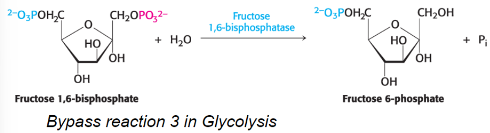 <p>fructose 1,6-bisphosphatase, an allosteric enzyme</p>