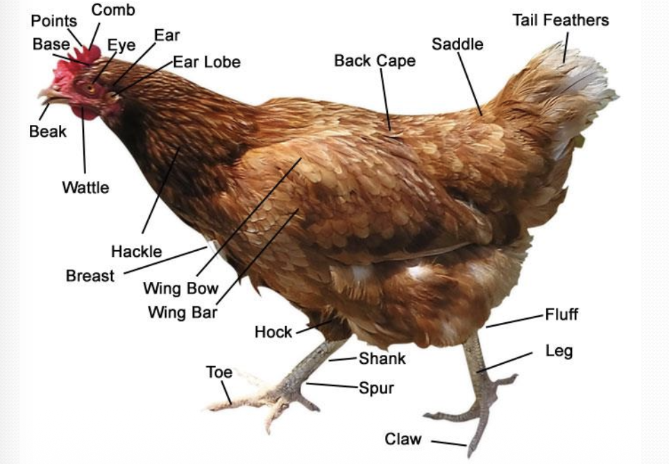 <p>Ratites not being strictly a taxonomic term.</p>