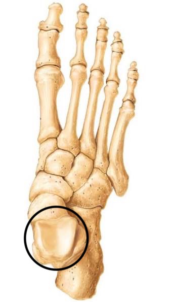<p>what part of the tarsals is this? </p>
