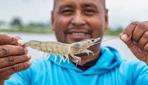 <p>shrimp</p>