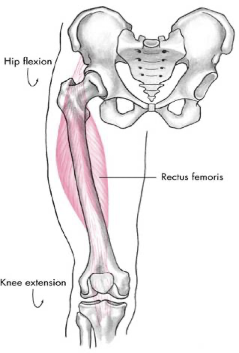 <p>anterior compartment</p>
