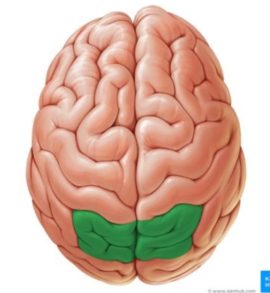 <p>function of superior parietal lobule </p>