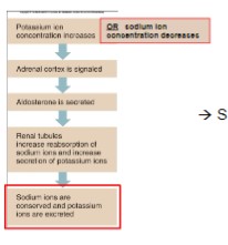 <p>Mineralocorticoids</p><ul><li><p><strong>from: Zona glomerulosa</strong></p></li><li><p>aldosterone</p><ul><li><p>conservation of sodium</p></li><li><p>water retention by osmosis</p></li></ul></li></ul>