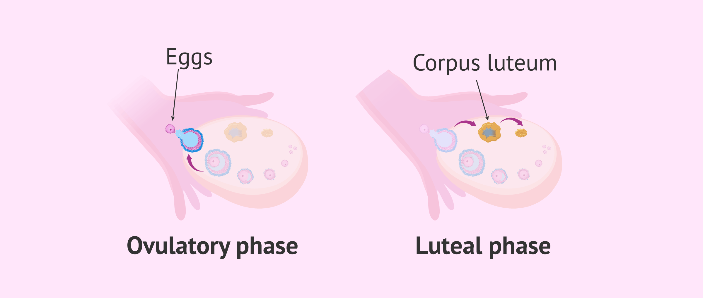 <p>What happens in the <strong>28 days of the menstrual cycle</strong>?</p>