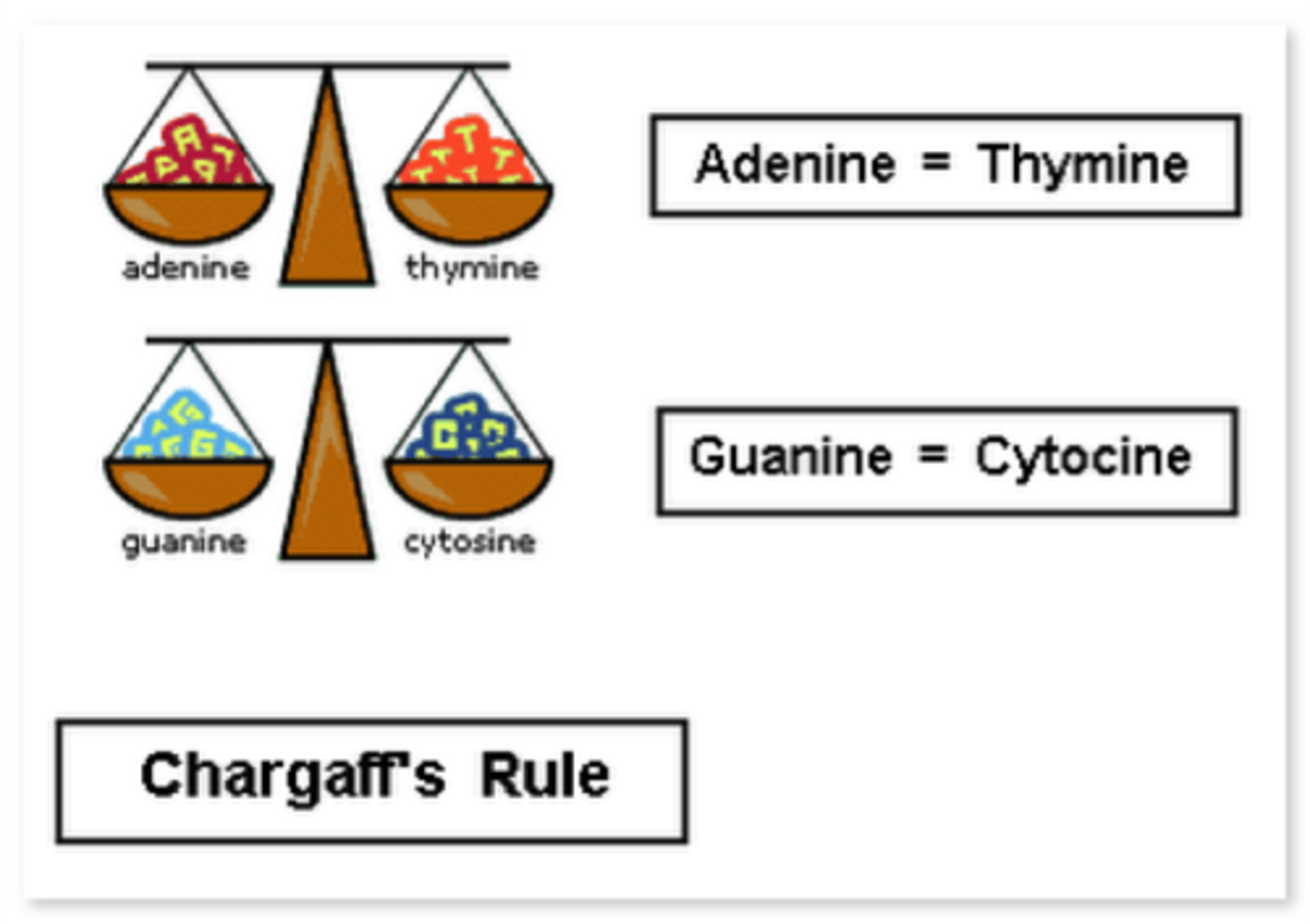 <p>Base pairing rules (A=T, G=C).</p>