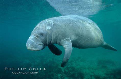 <p>West Indian Manatee</p>