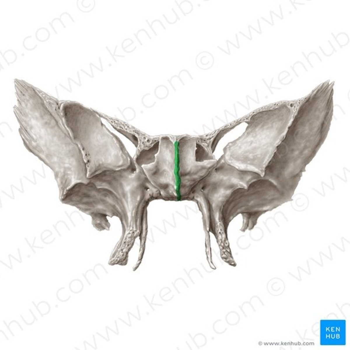 knowt flashcard image