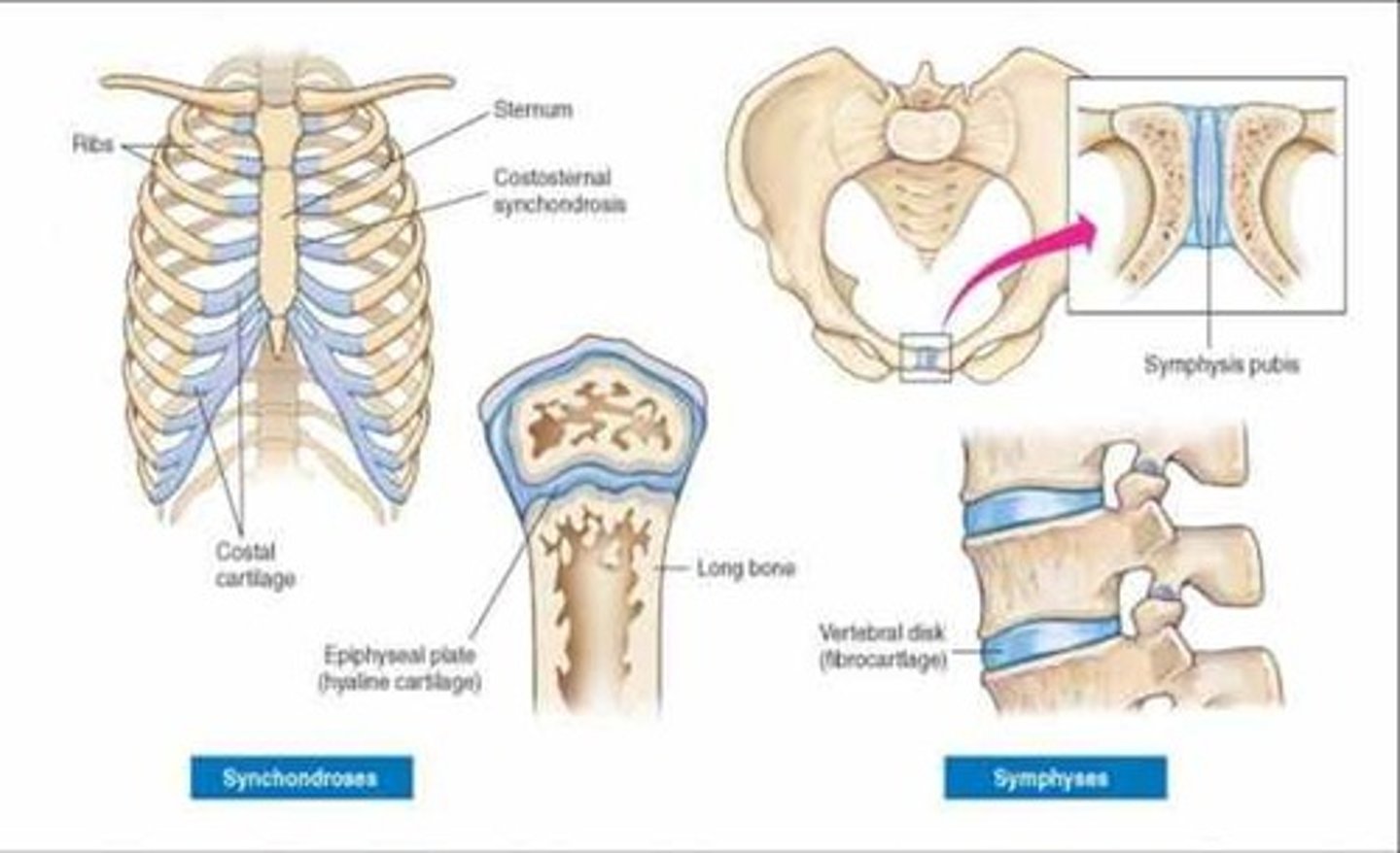 <p>slightly movable joints; intervertebral joints, the tibiofibular joint, and the pupic symphysis are examples.</p>