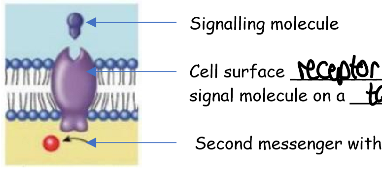 <p>signalling molecule binds to cell surface receptor with complementary binding site for signal molecule on a target cell, second messenger within the cell will enable the cellular response</p>