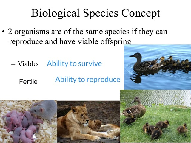<p><span style="background-color: transparent;"><span>If organisms can interbreed and produce viable, fertile offspring they are members of the same species</span></span></p><ul><li><p><span style="background-color: transparent;"><span>Members of populations that actually or potentially interbreed in nature</span></span></p></li></ul><p></p><p><span style="background-color: transparent;"><span>Advantages: once lineages can’t interbreed, then species are independent</span></span></p><p><span style="background-color: transparent;"><span>not arbitrary&nbsp;</span></span><span style="background-color: transparent; font-family: Arial, sans-serif, Inter, ui-sans-serif, system-ui, -apple-system, BlinkMacSystemFont, &quot;Segoe UI&quot;, Roboto, &quot;Helvetica Neue&quot;, &quot;Noto Sans&quot;, &quot;Apple Color Emoji&quot;, &quot;Segoe UI Emoji&quot;, &quot;Segoe UI Symbol&quot;, &quot;Noto Color Emoji&quot;; font-size: 1.6rem;"><span>based on evolutionary processes</span></span></p><p></p><p><span style="background-color: transparent;"><span>Disadvantages:&nbsp;doesn’t work for extinct species,&nbsp;</span></span><span style="background-color: transparent; font-family: Arial, sans-serif, Inter, ui-sans-serif, system-ui, -apple-system, BlinkMacSystemFont, &quot;Segoe UI&quot;, Roboto, &quot;Helvetica Neue&quot;, &quot;Noto Sans&quot;, &quot;Apple Color Emoji&quot;, &quot;Segoe UI Emoji&quot;, &quot;Segoe UI Symbol&quot;, &quot;Noto Color Emoji&quot;; font-size: 1.6rem;"><span>doesn’t work for some groups</span></span></p>