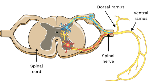 <p>anterior branches of the spinal nerves</p>