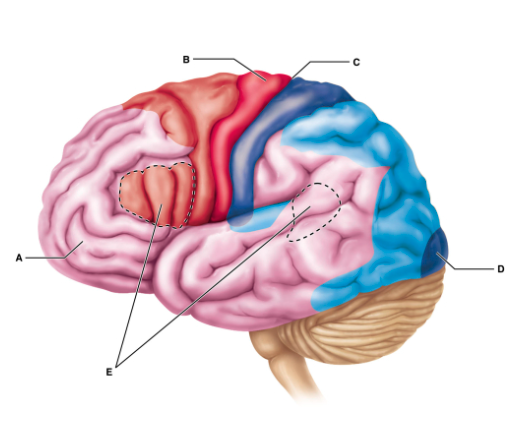 <p>Which of the following is the best description of the function of region B?     </p><p></p><p>Region B includes neurons whose axons carry motor commands from the cerebrum.</p><p>Region B coordinates the movement of several muscle groups into complex tasks.</p><p>Region B is responsible for learning, working memory, judgement, reasoning, persistence, and planning.</p><p>Region B contains neurons receiving somatosensory input from the thalamus.</p>