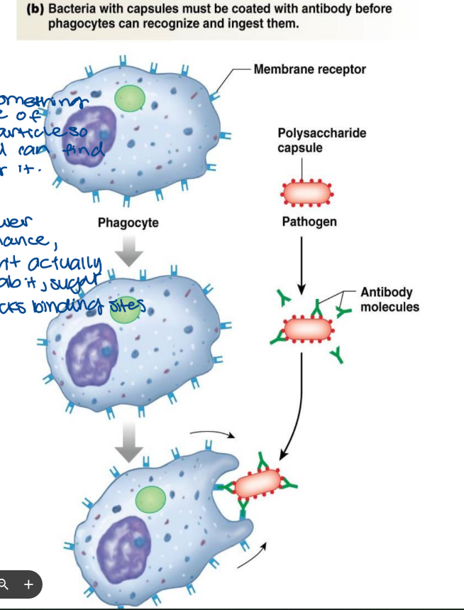 <ul><li><p>opsonized increasing the efficiency of phagocytosis</p><ul><li><p>easier to find</p></li><li><p>attach something to outside of foreign particle so immune cells can find it and destroy it</p></li></ul></li><li><p>encapsulated bacteria cannot be phagocytosed by traditional means</p><ul><li><p>requires antibodies from the adaptive immune response</p></li><li><p>lower chance, can’t actually grab it, sugar block binding sites</p></li></ul></li></ul><p></p>