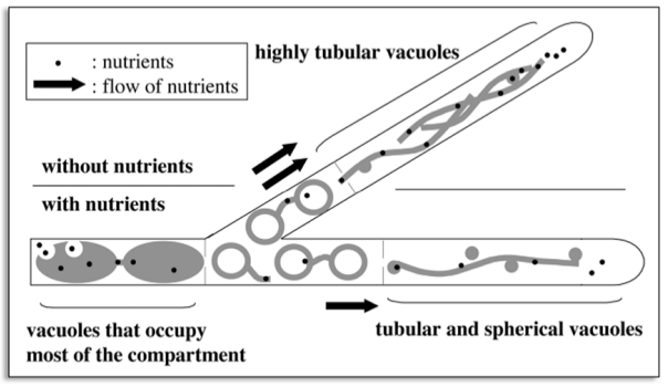 <p>Explain figure shown</p>