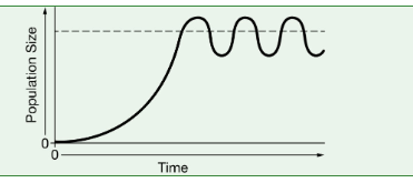 <p>c, shows a population growing to carrying capacity and remaining around carrying capacity. This is a graph for a typical K-selected population.</p>