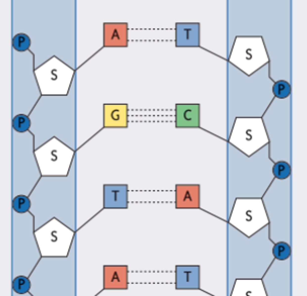 <p>1) Dubbelstreng </p><p>2) Nucleotiden bevatten:</p><p>- Desoxyribose (suiker)</p><p>- Stikstofhoudende basen:</p><p>1. Adenine </p><p>2. Guanine</p><p>3. Cytosine </p><p>4. Thymine </p><p>3) Koppeling</p><p>Adenine - Thymine </p><p>Guanine - Cytosine </p>