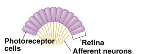 <p><span><span>convex eyes</span></span></p>