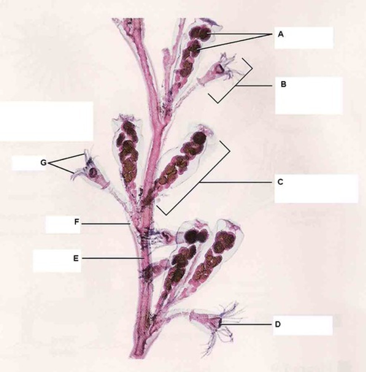 <p>What structure is being pointed to? (d)</p>