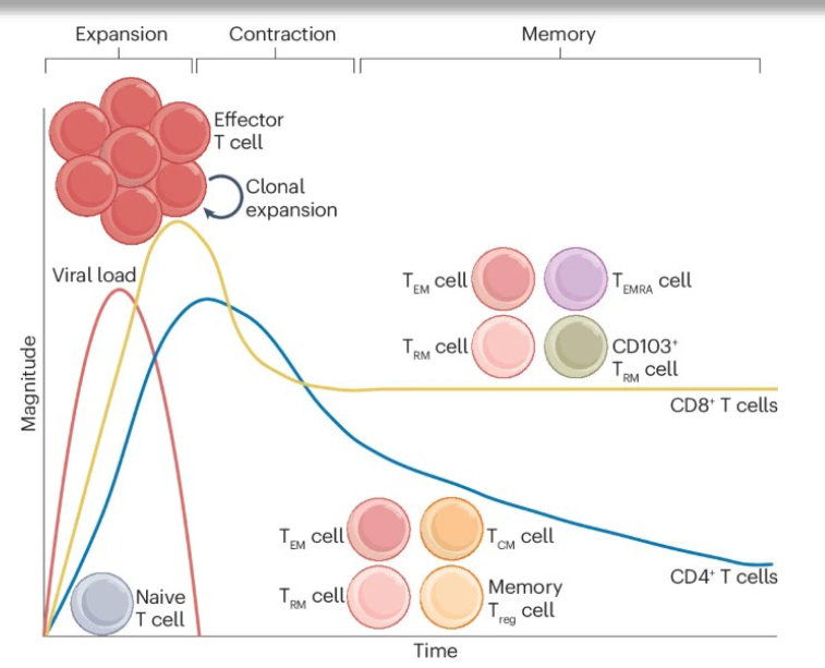 <p> e<strong>xpansion, contraction and memory</strong> phases. During the <strong>expansion</strong> phase, Ag-specific naive T cells differentiate into effector T cells, which rapidly undergo clonal expansion and secrete effector molecules such as pro-inflammatory cytokines and cytolytic effectors. CD8+ T cell populations expand to a greater magnitude than CD4+ T cell populations. <strong>Once the virus is cleared, contraction occurs</strong>, whereby most of the effector T cells undergo apoptosis. The remaining cells are then maintained as diverse <strong>memory</strong> T cell subsets for long time periods. TCM cell, central memory T cell; TEM cell, effector memory T cell; TEMRA cell, effector memory T cell re-expressing CD45RA; Treg cell, regulatory T cell; TRM cell, resident memory T cell.</p>
