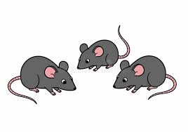 <p>(Noun) Plural form of 'mouse'; small rodents that are common household pests. Often associated with stealth and adaptability. (中文: 老鼠 (复数))</p>