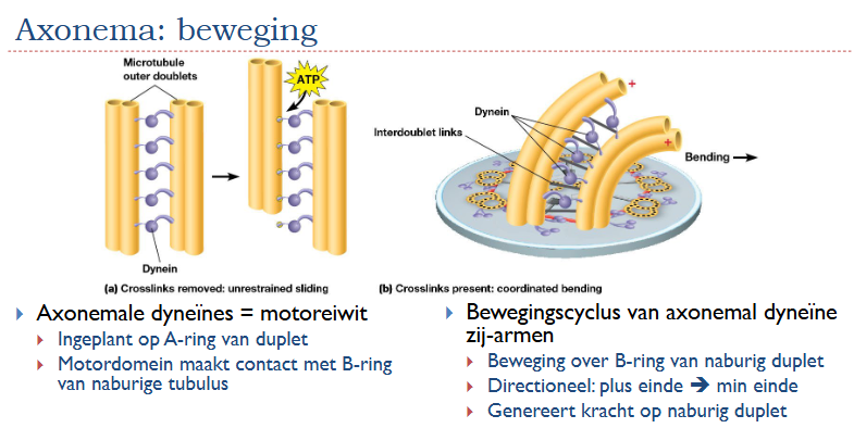 <p>Als het motordomein actief is zal het trekken aan een naburig duplet, het duplet kan niet verschuiven dus begint te buigen → golfbeweging</p><p>Het is ook directioneel en gaat naar min einde want je hebt dyneïne</p>