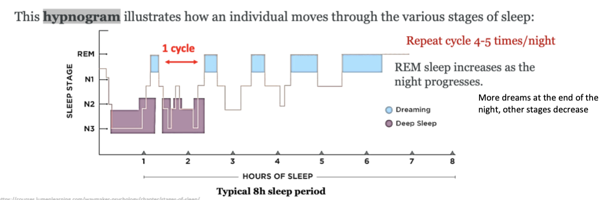 illustration of how an individual moves through the various stages of sleep in a night
