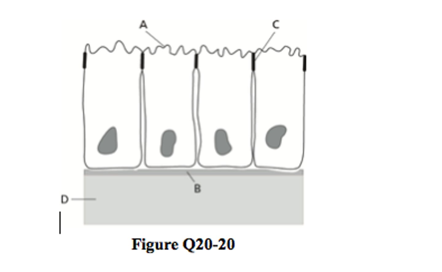 <p>basal lamina ___B___</p><p>apical surface ___A____</p><p>cell junction ___C____</p><p>connective tissue ___D____</p>