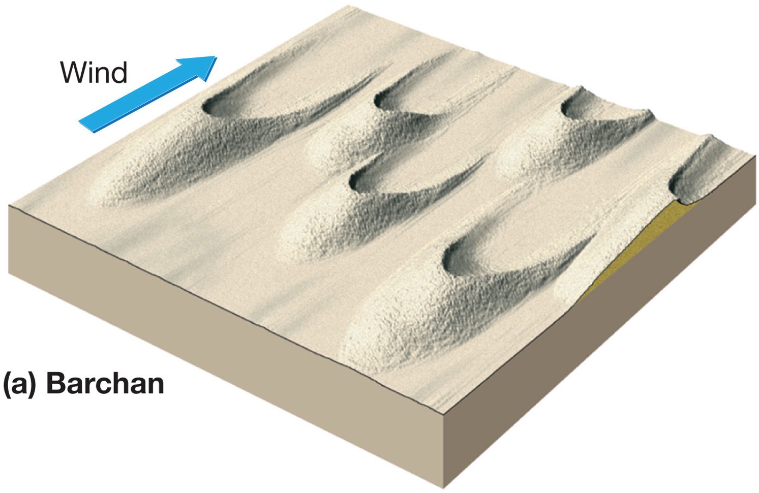 <p>Most common, <span>crescent-shaped</span>, it points downwind</p>