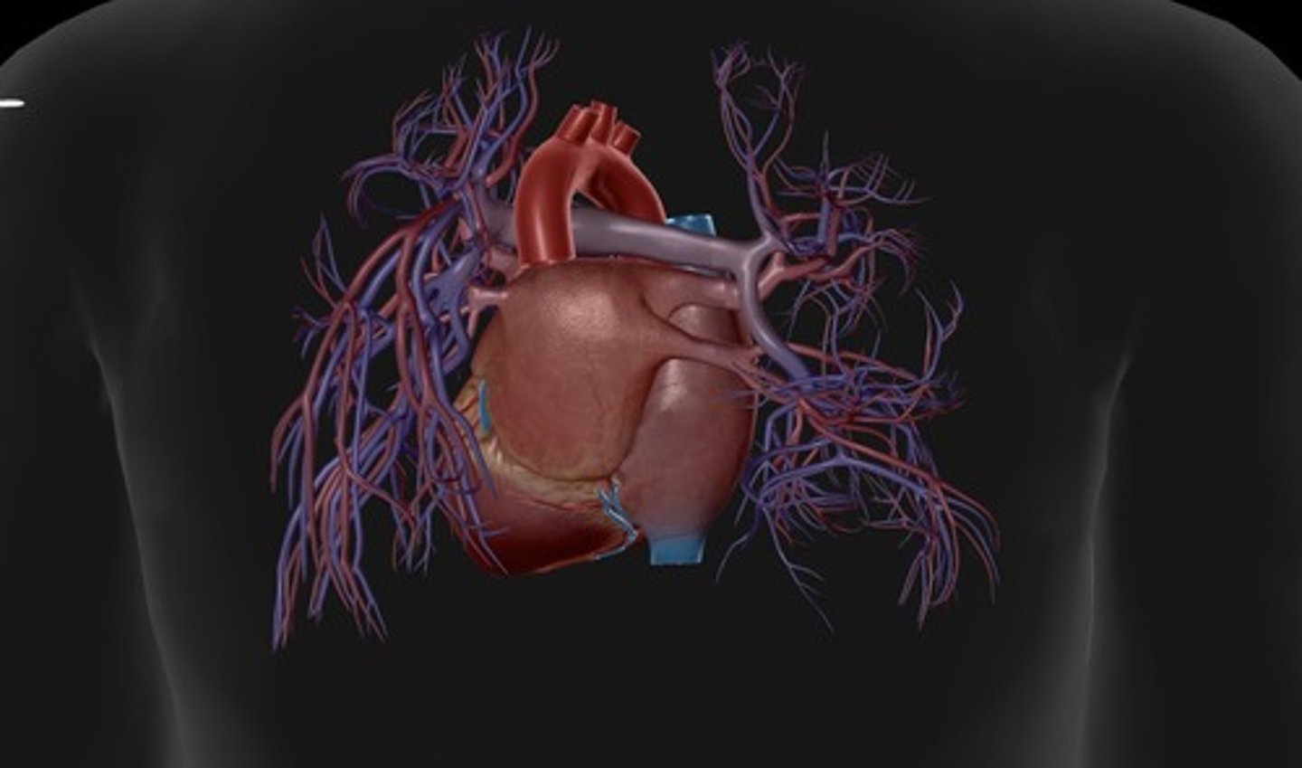 <p>back of heart</p>