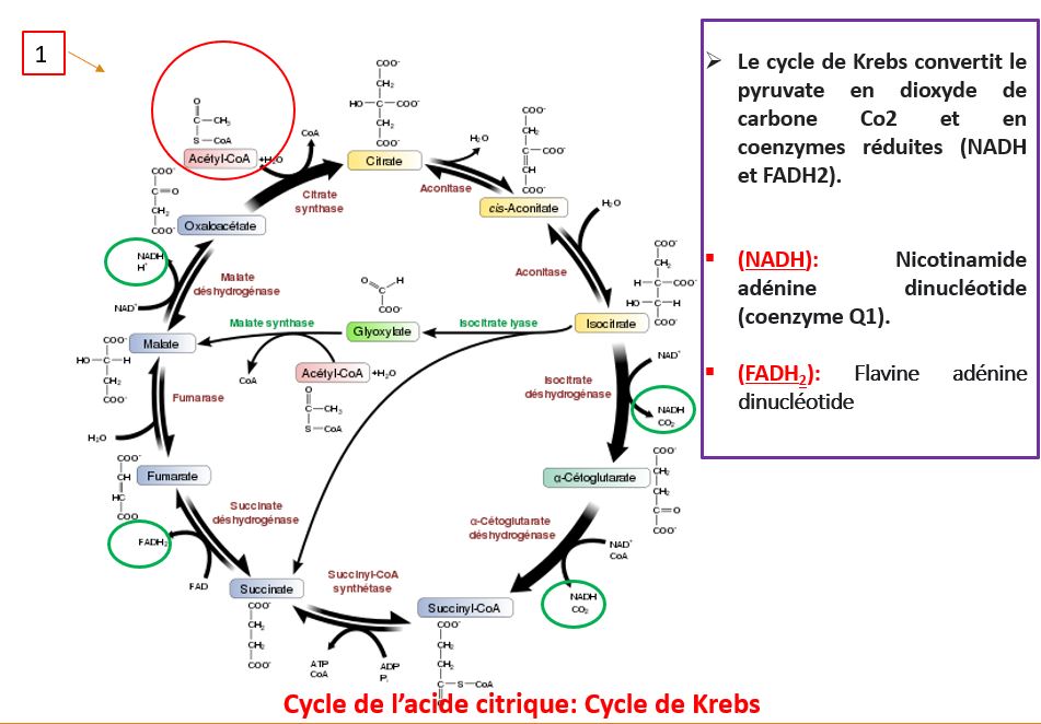 <p><span style="font-family: Calibri">Le but du cycle de Krebs est le passage des coenzymes oxydé a un état réduit (il a gagné des protons) comme le FADH2 et le NADH. Pour ensuite donner leur protons H+ à la chaine des électrons qui produit l’ATP.</span></p>