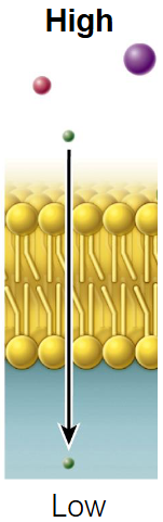 <p><strong>Down a concentration gradient</strong></p><ul><li><p class="">Flow is <strong>downhill</strong></p></li><li><p class="">Works only for <strong>very small uncharged molecules</strong> like <strong>O<sub>2</sub></strong> and <strong>CO<sub>2</sub></strong></p></li><li><p class=""><strong>Water</strong> is also <strong>uncharged</strong> due to <strong>covalent bonds</strong></p></li><li><p class="">In covalent bonds, electrons are <strong>shared equally</strong>, so no net charge on atoms or molecule</p></li></ul><p class=""><strong>Why water doesn’t easily pass through membranes:</strong></p><ul><li><p class="">Even though water is uncharged, it is <strong>polar</strong></p></li><li><p class="">Lipid bilayer is <strong>hydrophobic</strong>, so <strong>polar molecules</strong> like water <strong>don't pass easily</strong></p></li><li><p class="">Water needs <strong>special channels</strong> called <strong>aquaporins</strong> to cross the membrane efficiently</p></li></ul><p></p>