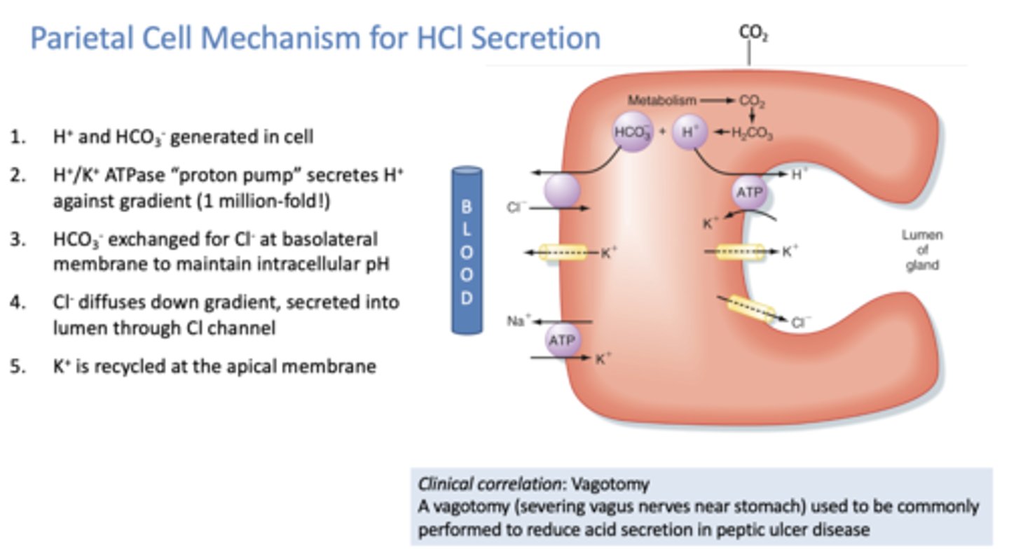 <p>Parietal cell mechanism for HCl secretion</p>